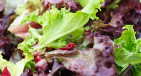 summer salad